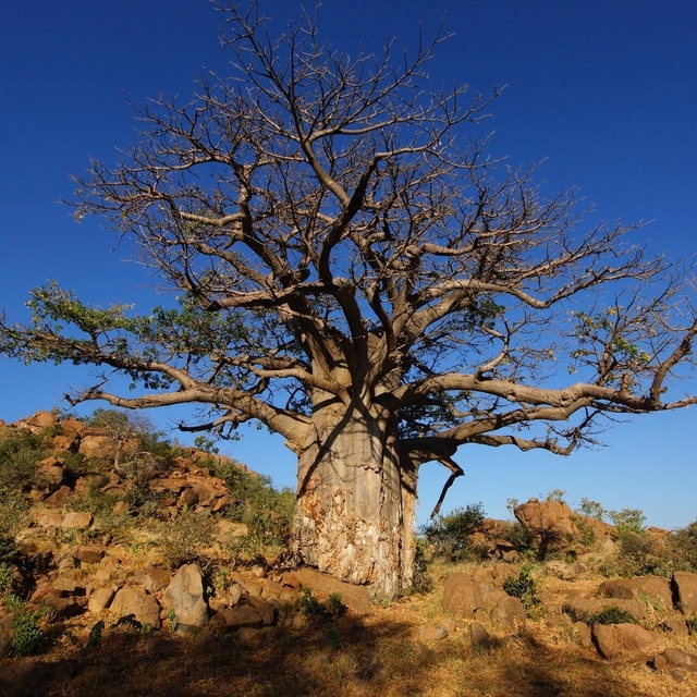 baobab