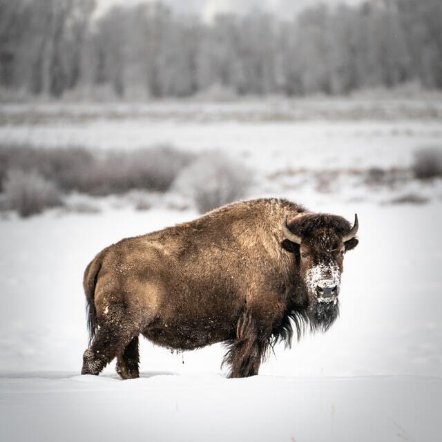 bison