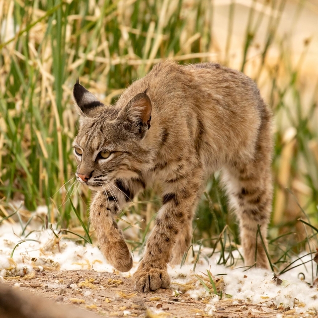 bobcat