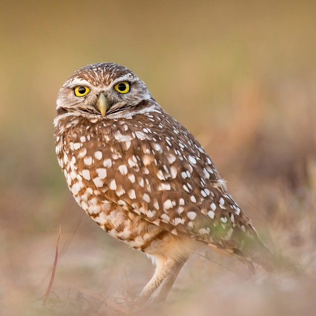 burrowing owl