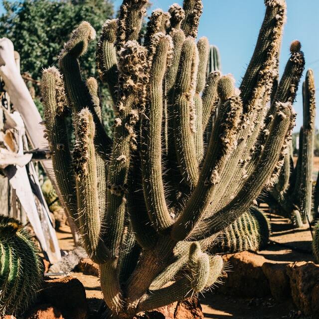 cactus