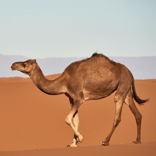 camel