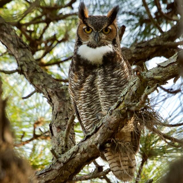 great horned owl