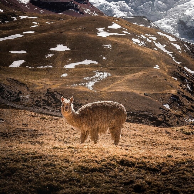 llama