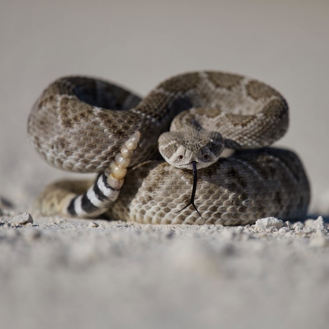 rattlesnake