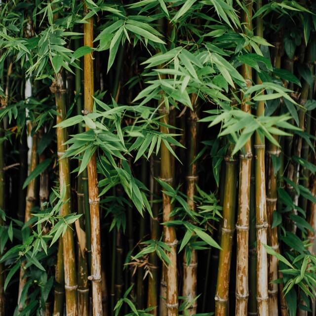 bamboo