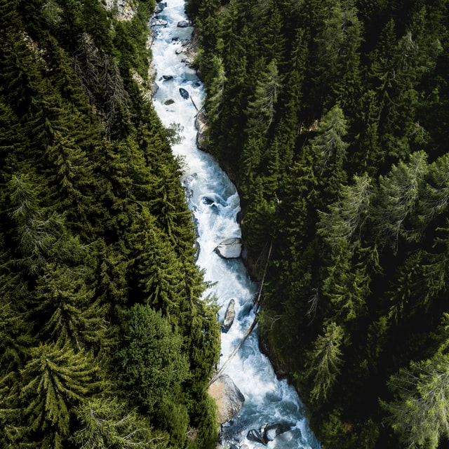 boreal forest