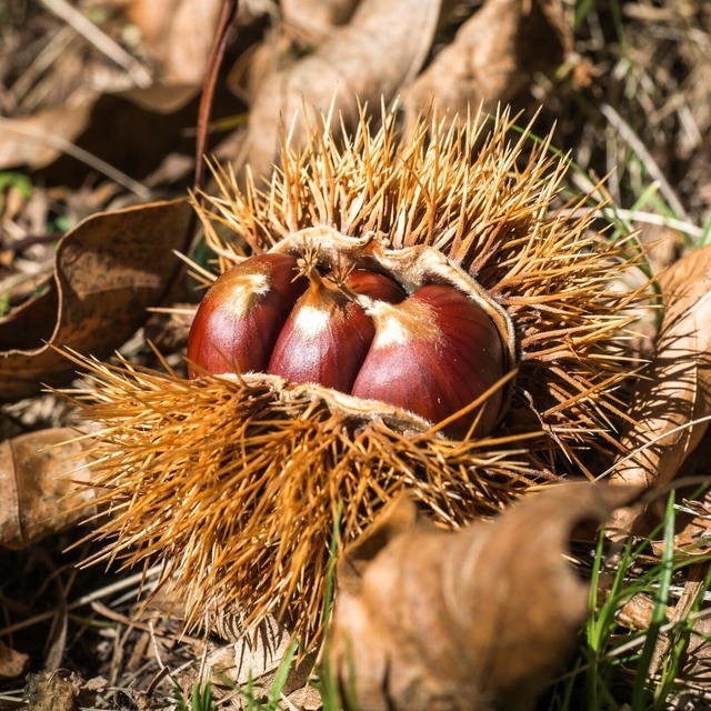 chestnut