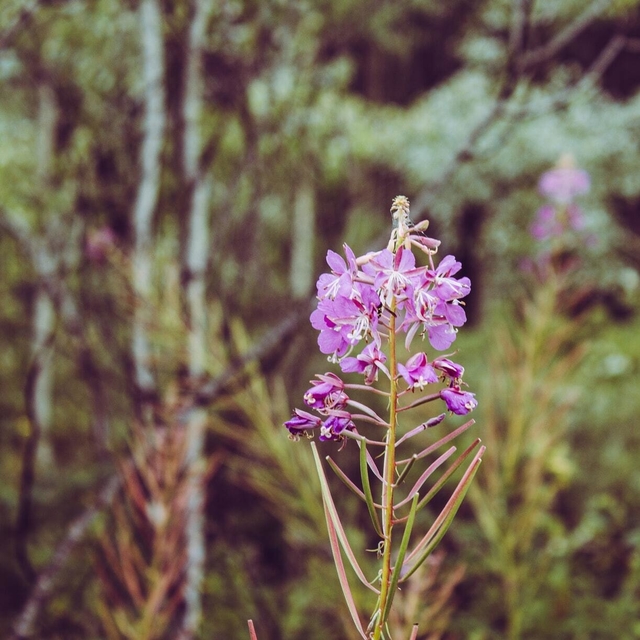 fireweed