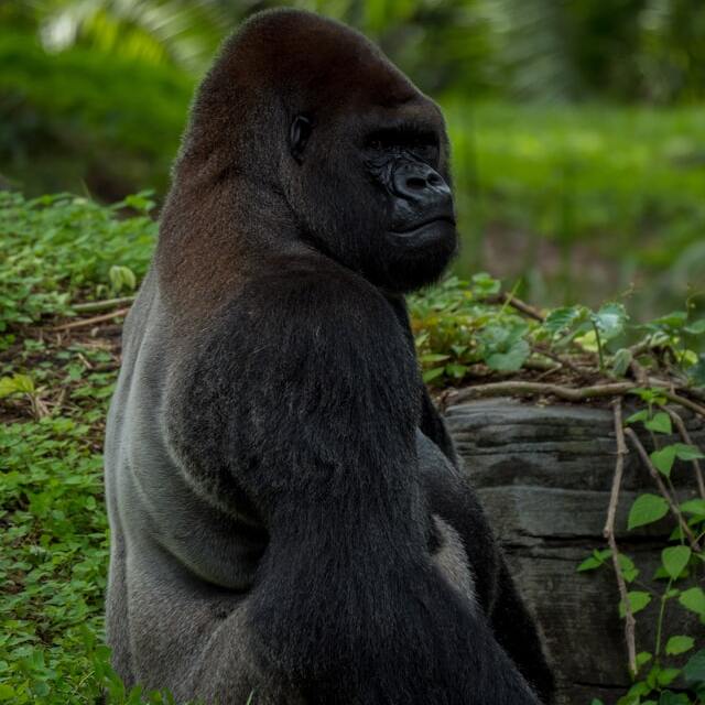 gorilla