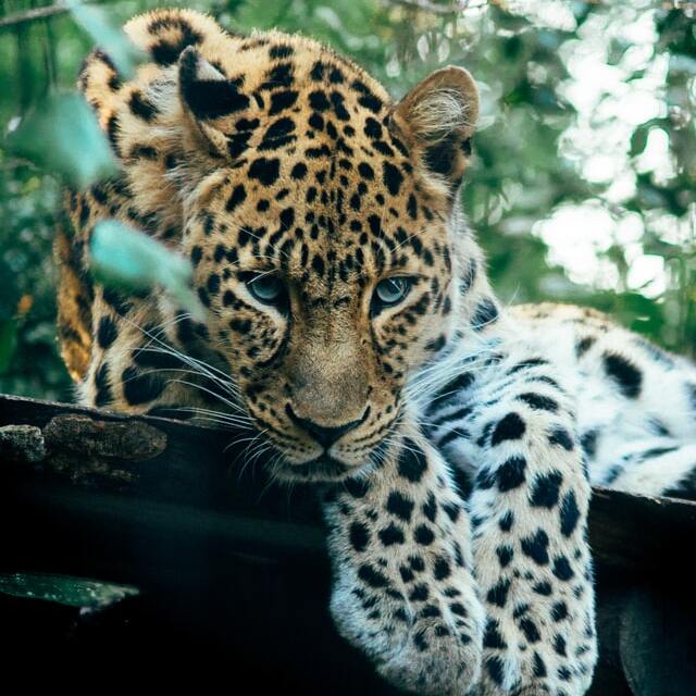 jaguar