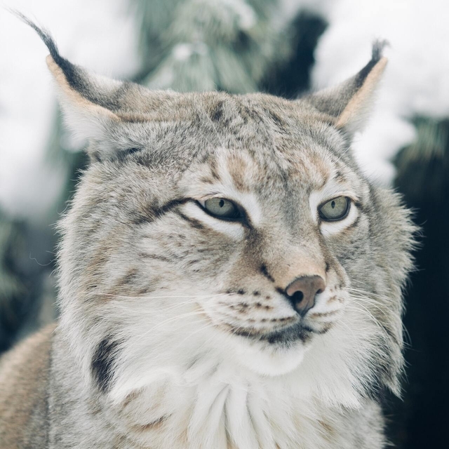 lynx