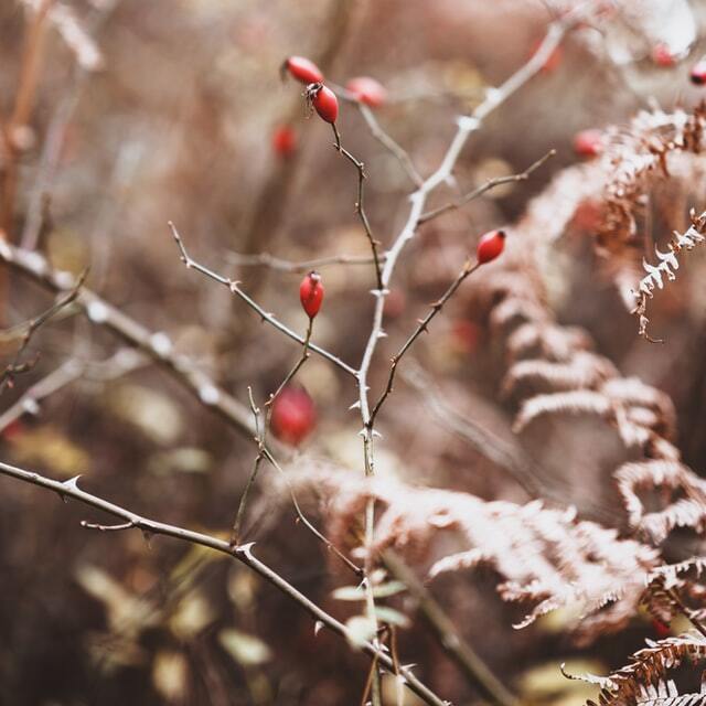 rosehips