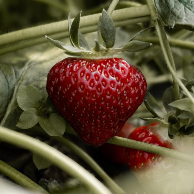 strawberry