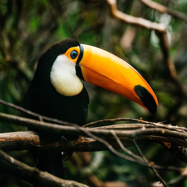 toucan