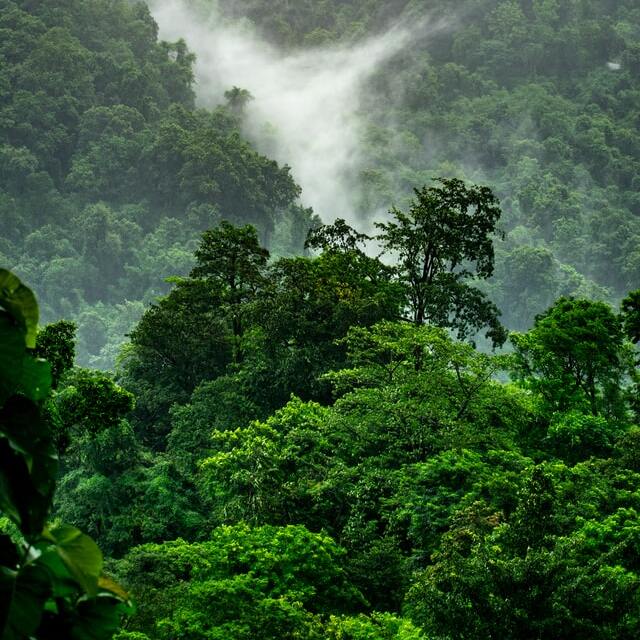 tropical forest