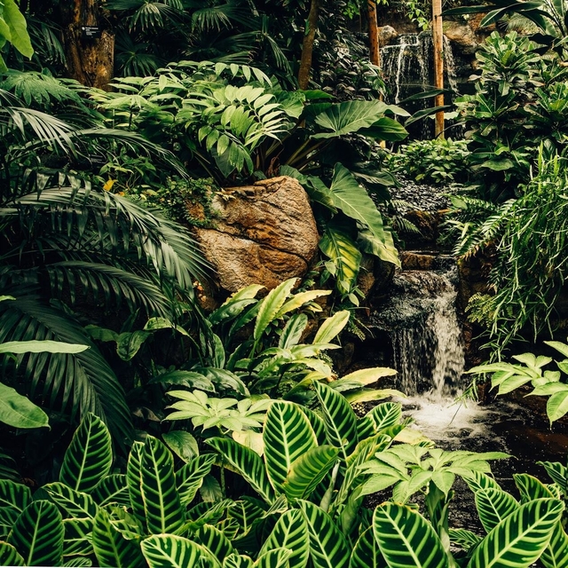 tropical forest