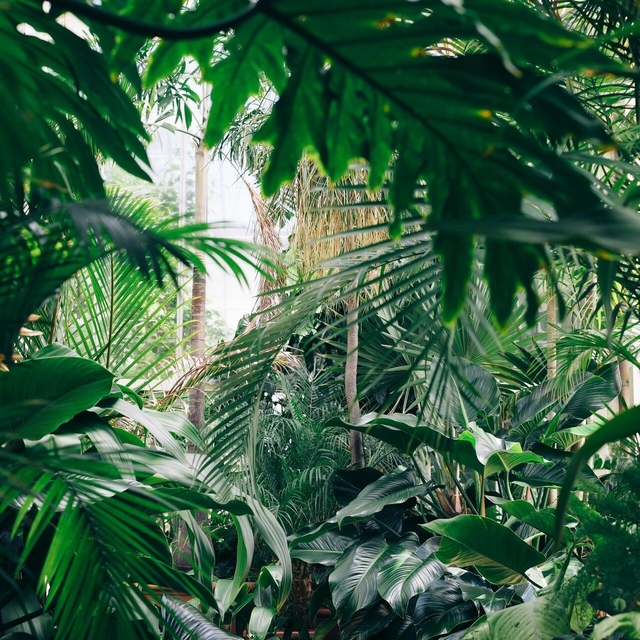 tropical forest