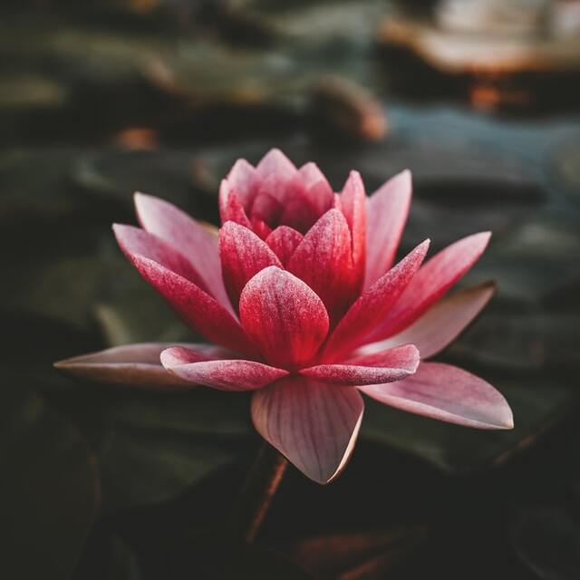 water lily