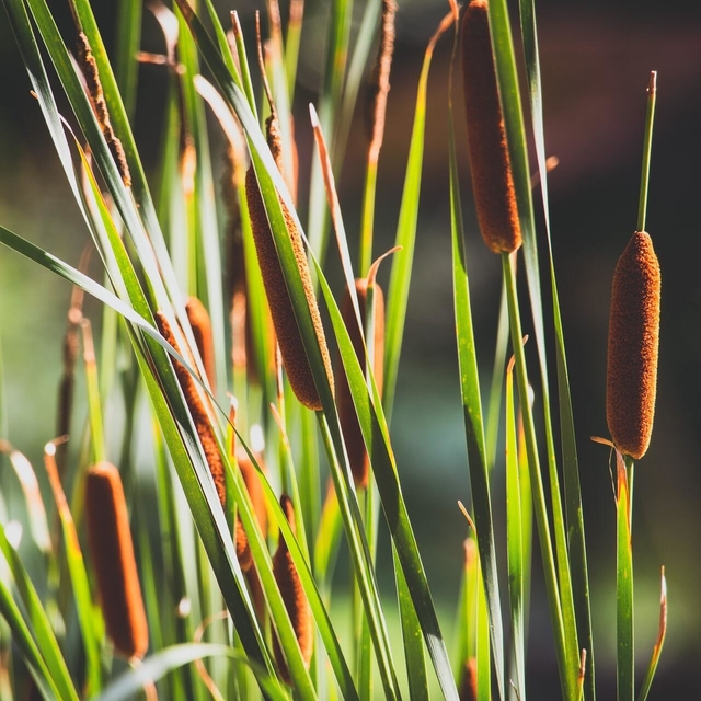 bulrush