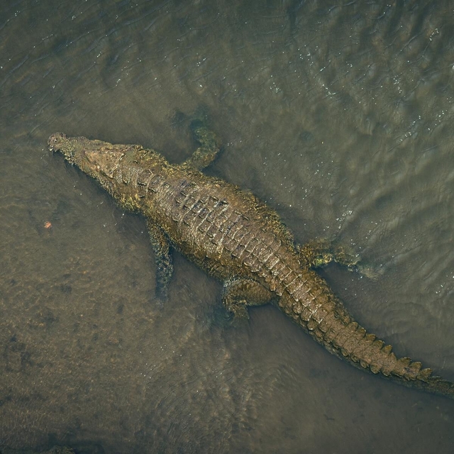 crocodile