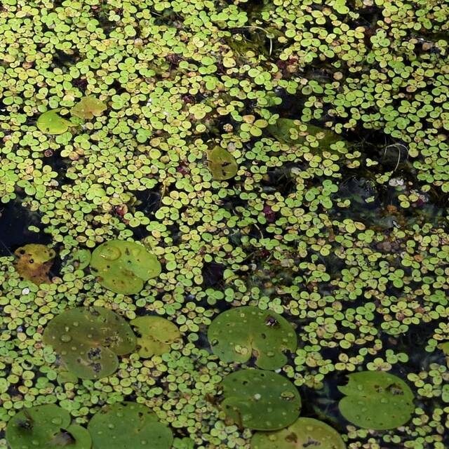 duckweed