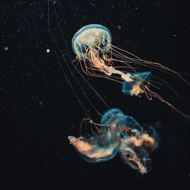 jellyfish