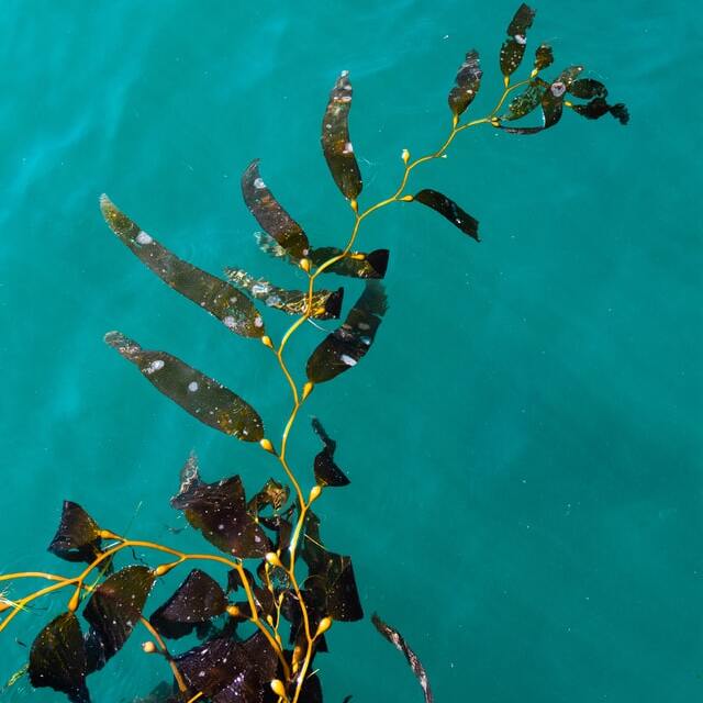 kelp