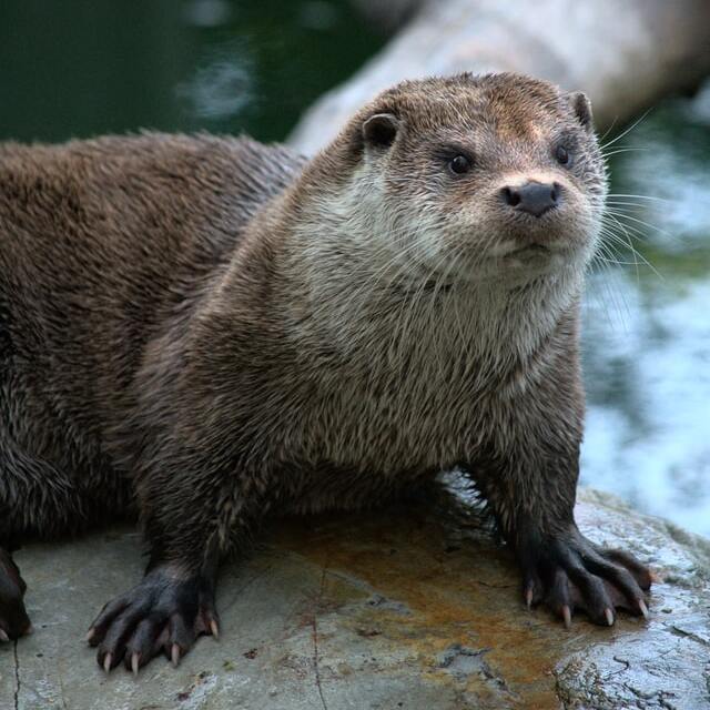 otter