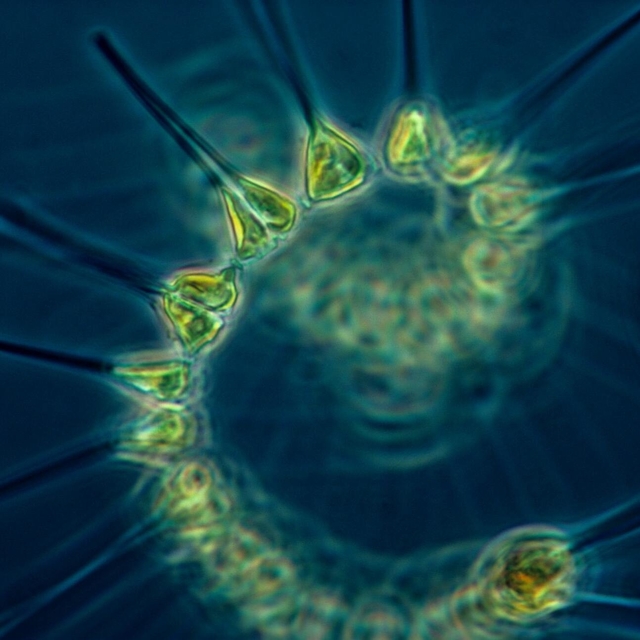 phytoplankton