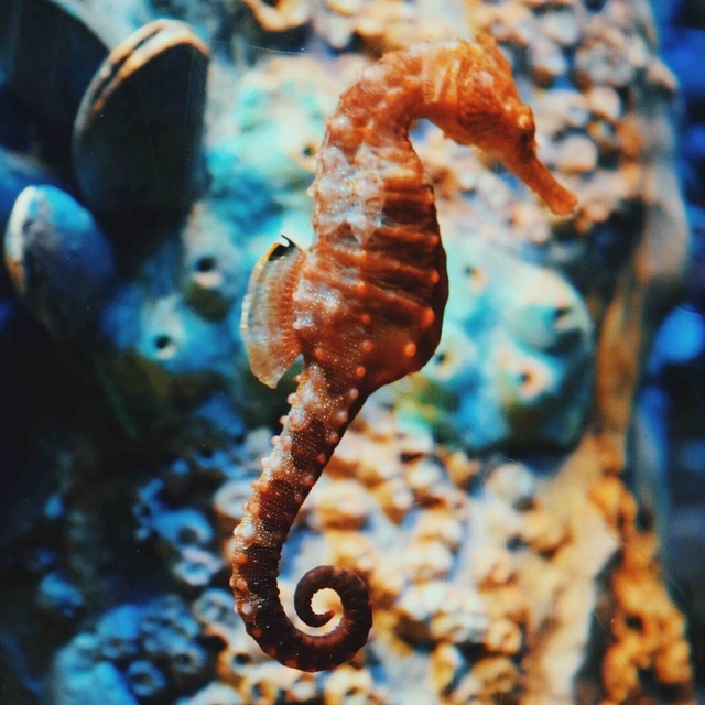 seahorse